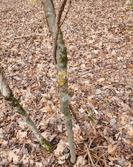 Bathelium carolinianum