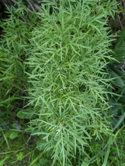 Artemisia palmeri