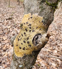 Bathelium carolinianum