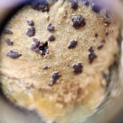 Bathelium carolinianum