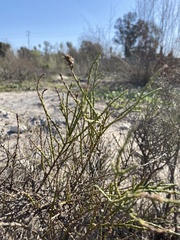 Lepidospartum squamatum