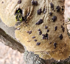 Bathelium carolinianum