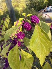 Callicarpa