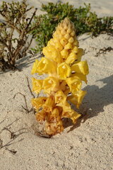 Cistanche lutea