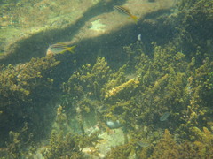 Atypichthys strigatus