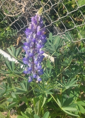 Lupinus succulentus