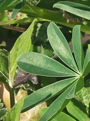 Lupinus succulentus