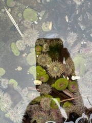 Anthopleura elegantissima