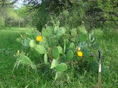 Opuntia megapotamica