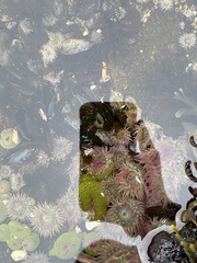 Anthopleura elegantissima