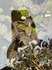 Anthopleura elegantissima