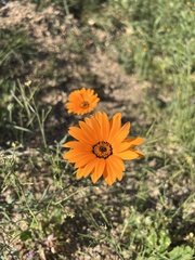 Dimorphotheca sinuata