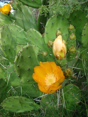 Opuntia megapotamica