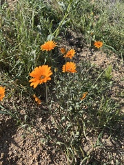 Dimorphotheca sinuata