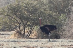 Struthio camelus camelus