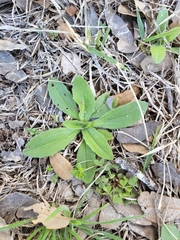 Plantago virginica