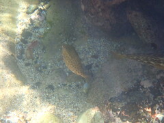 Anoplocapros inermis