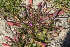Calandrinia menziesii