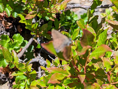 Satyrium saepium