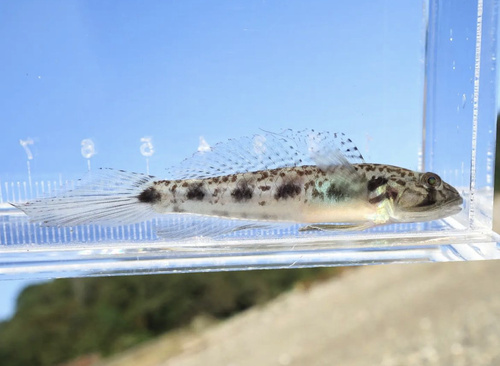 Largemouth tankgoby (Oligolepis stomias) — Gobiidae — 3