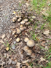 Coprinellus impatiens