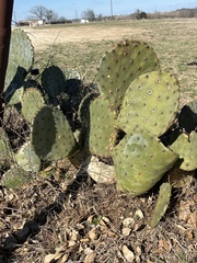 Opuntia tunoidea