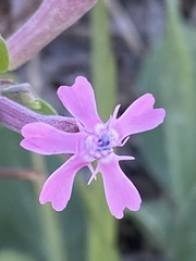 Silene aegyptiaca