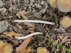 Coprinellus impatiens