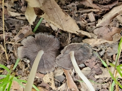 Coprinellus impatiens