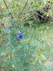 Dalea coerulea