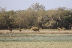 Alcelaphus buselaphus lelwel