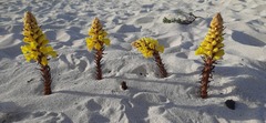 Cistanche lutea