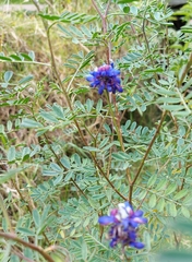 Dalea coerulea