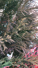 Cryptomeria japonica
