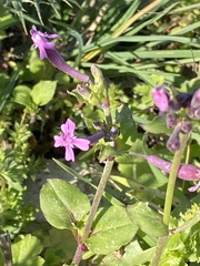 Silene aegyptiaca