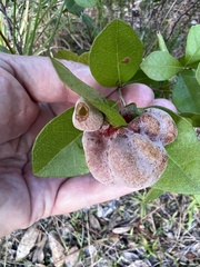 Exobasidium ferrugineae
