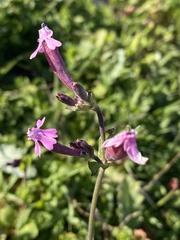 Silene aegyptiaca