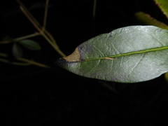 Mycosphaerella ligustri