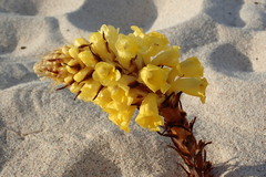Cistanche lutea