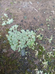 Ricciaceae