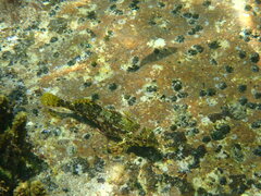 Chironemus marmoratus