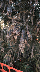 Cryptomeria japonica