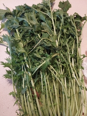 Brassica oleracea