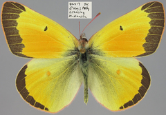 Colias christina