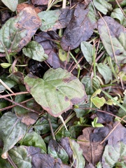 Ajuga reptans