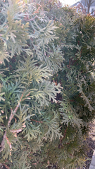 Platycladus orientalis