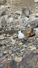Chionis albus