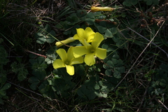 Oxalis sellowiana
