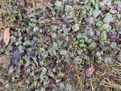 Ajuga reptans