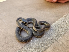 Thamnophis hammondii